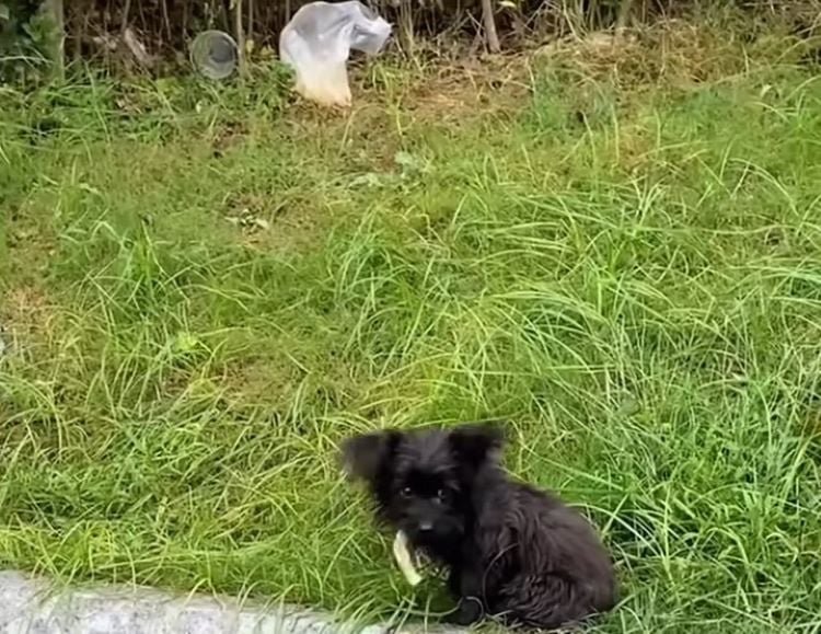 cute stray black dog