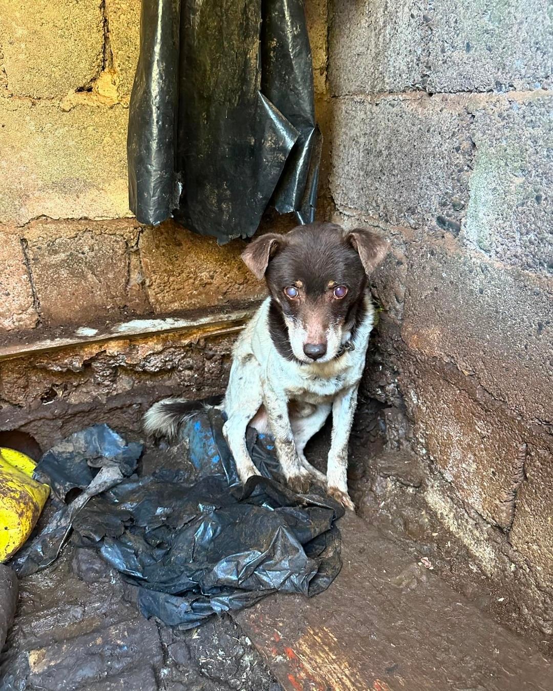 poor dog in dirty place sitting